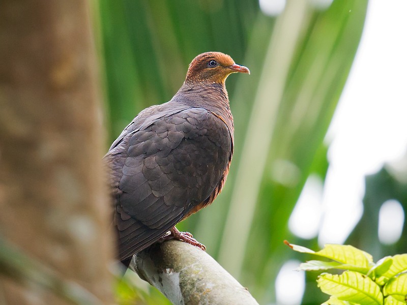 Philippine Cuckoo-Dove - ML59334311