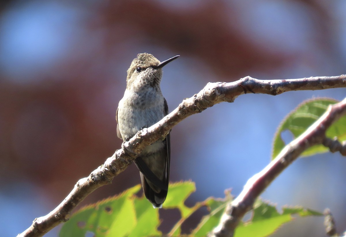 Anna's Hummingbird - ML593349091