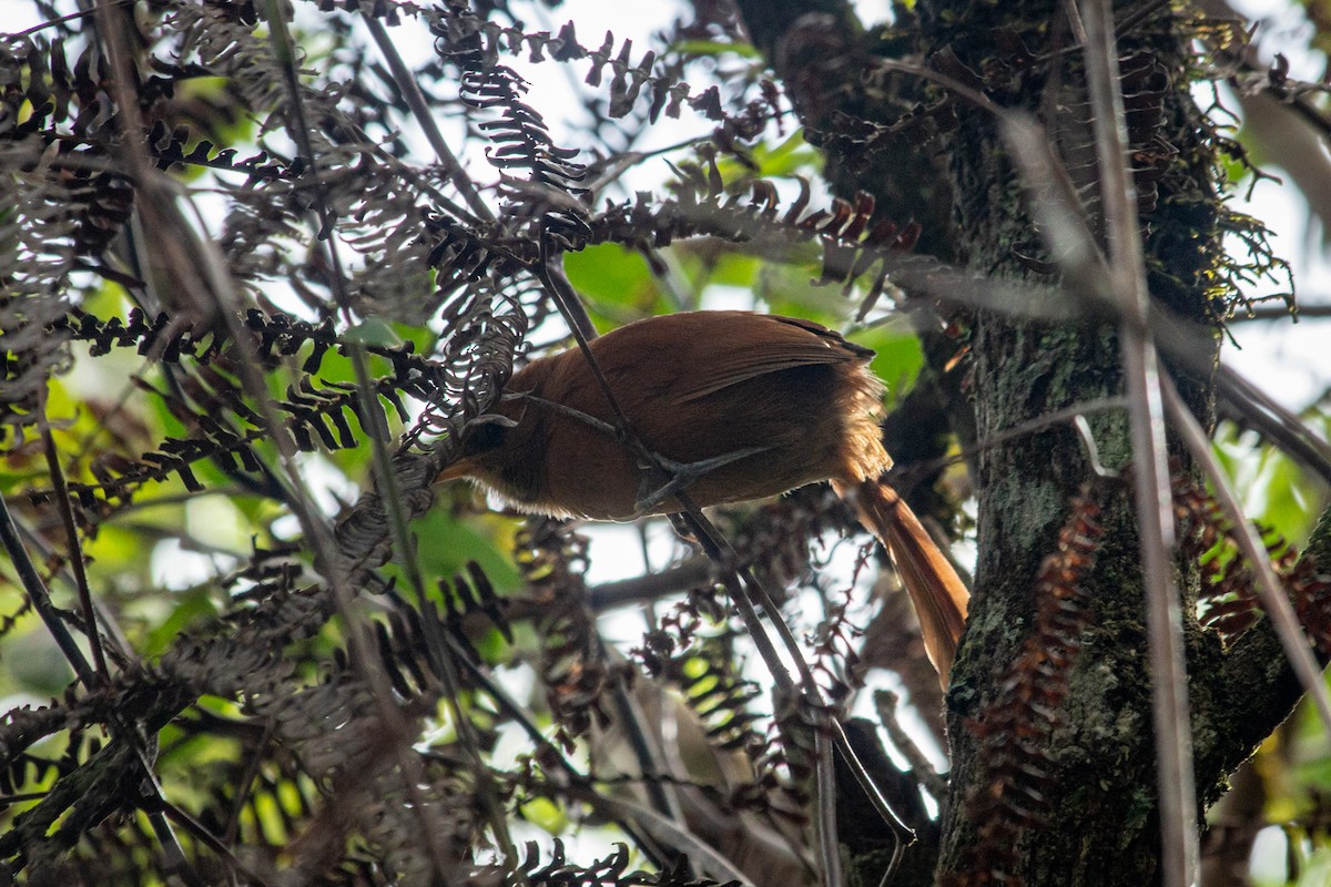 Black-throated Spinetail - ML593350111