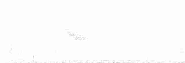 Пестрогорлый соловьиный дрозд - ML593354711