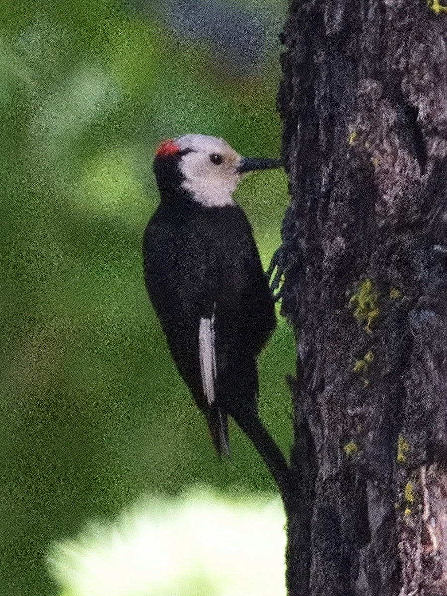 White-headed Woodpecker - ML593358421