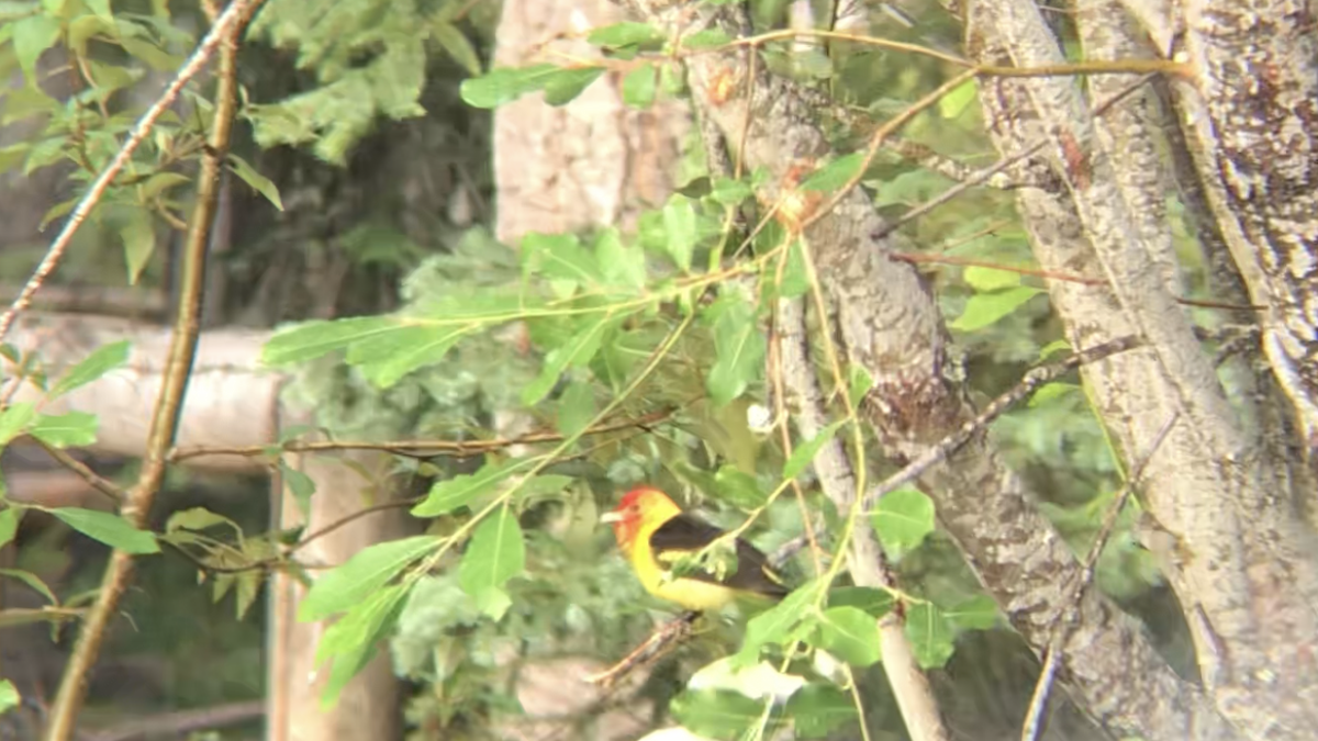 Western Tanager - ML593359041