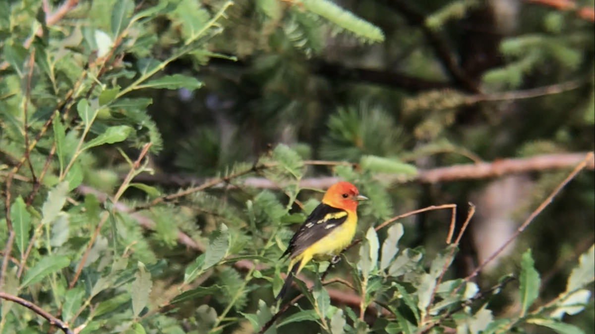 Western Tanager - ML593359051