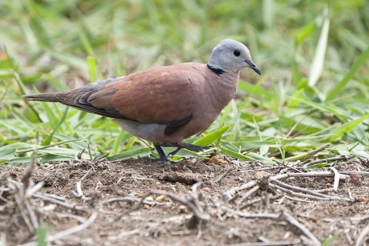 Red Collared-Dove - ML593360431