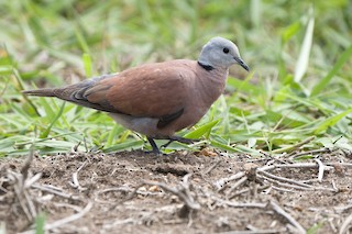 Red Collared-Dove, ML593360431