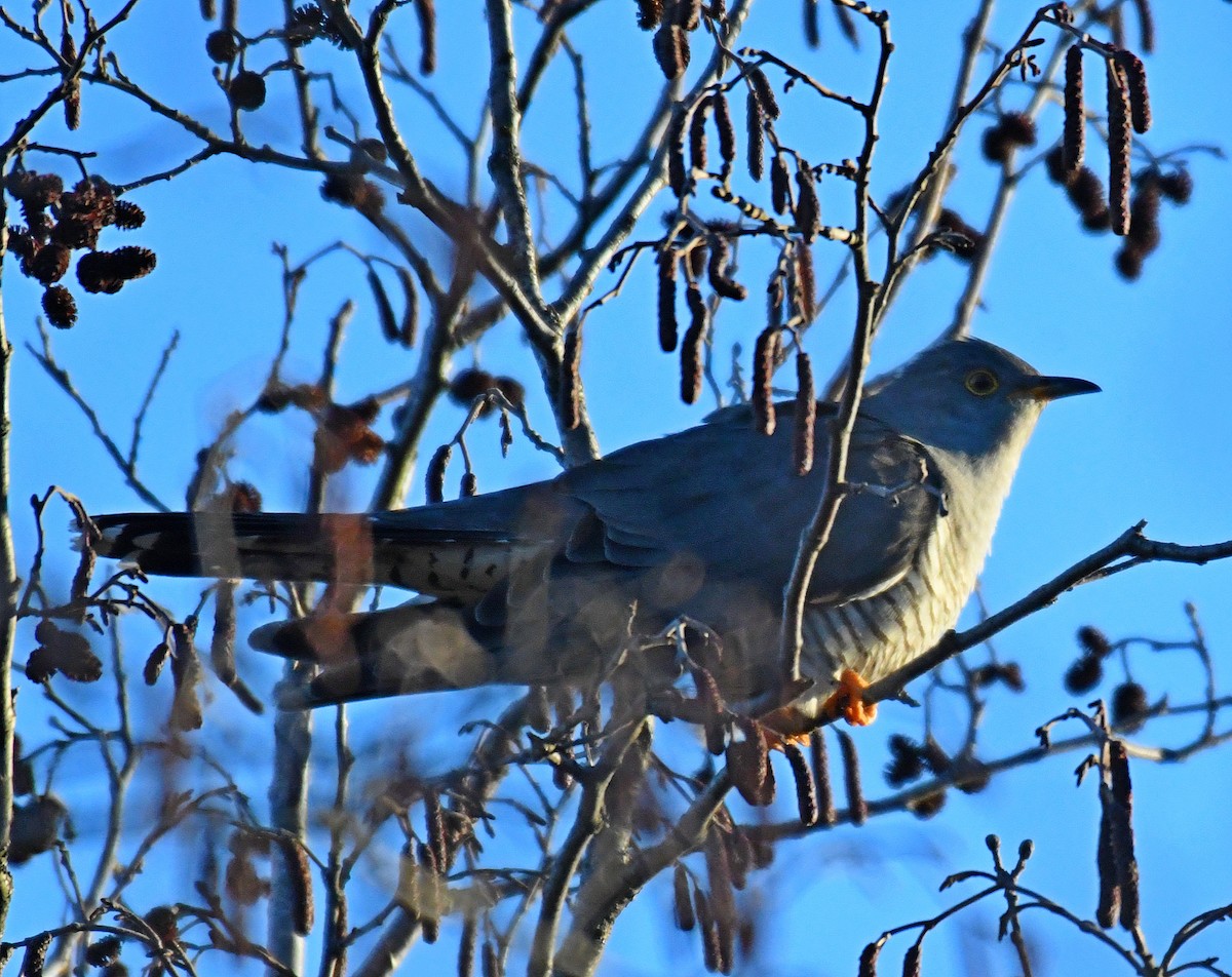 Common Cuckoo - Daniel Murphy