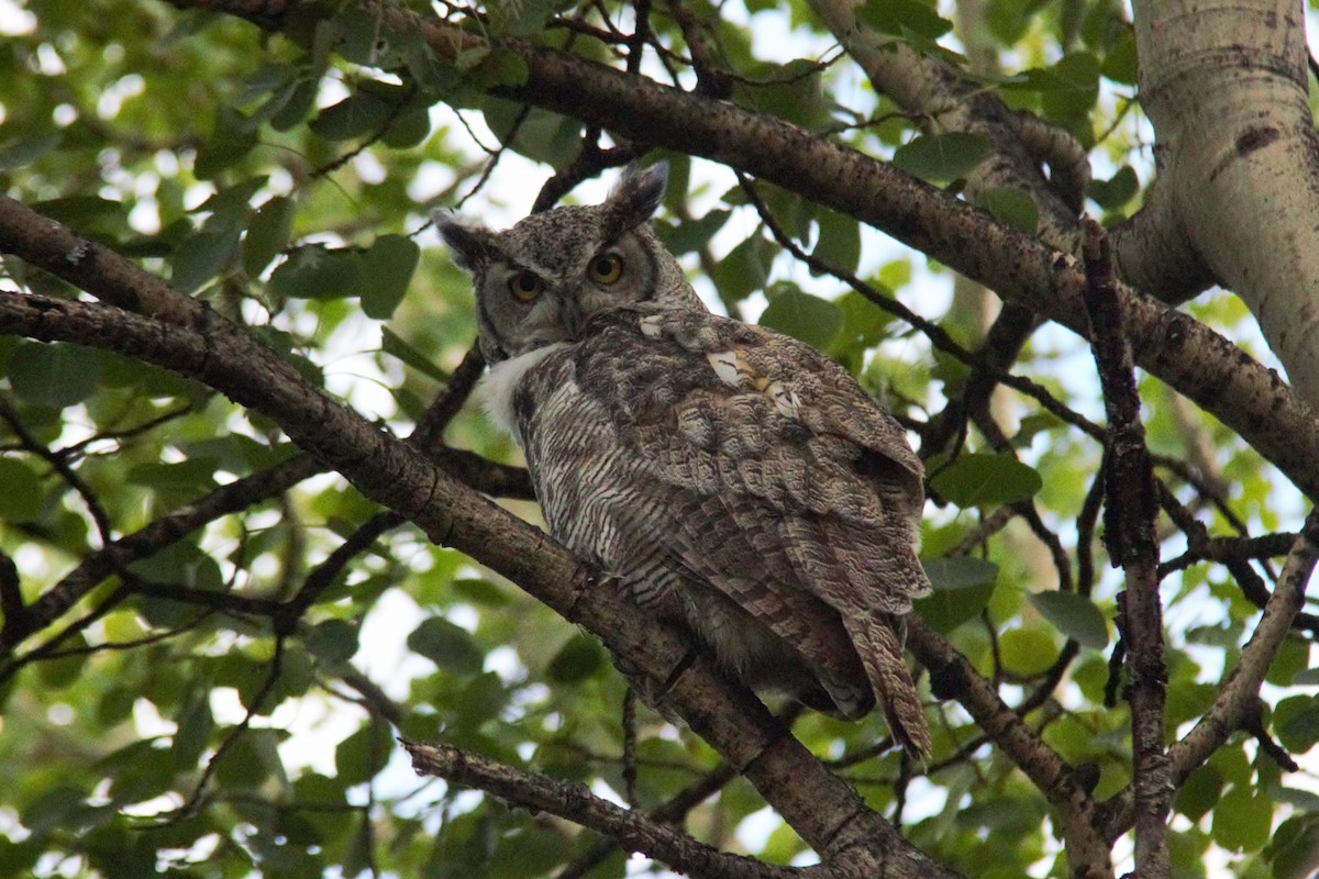 Great Horned Owl - ML593364531