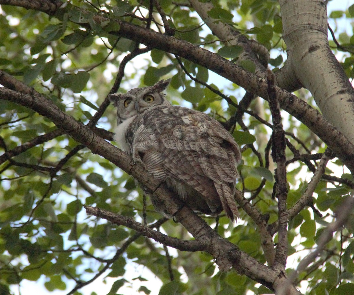 Great Horned Owl - ML593364561