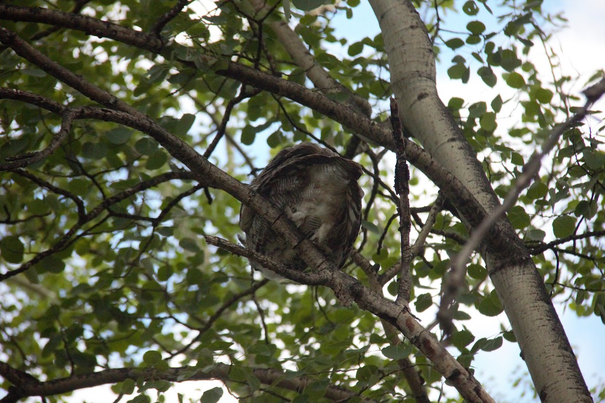 Great Horned Owl - ML593364591