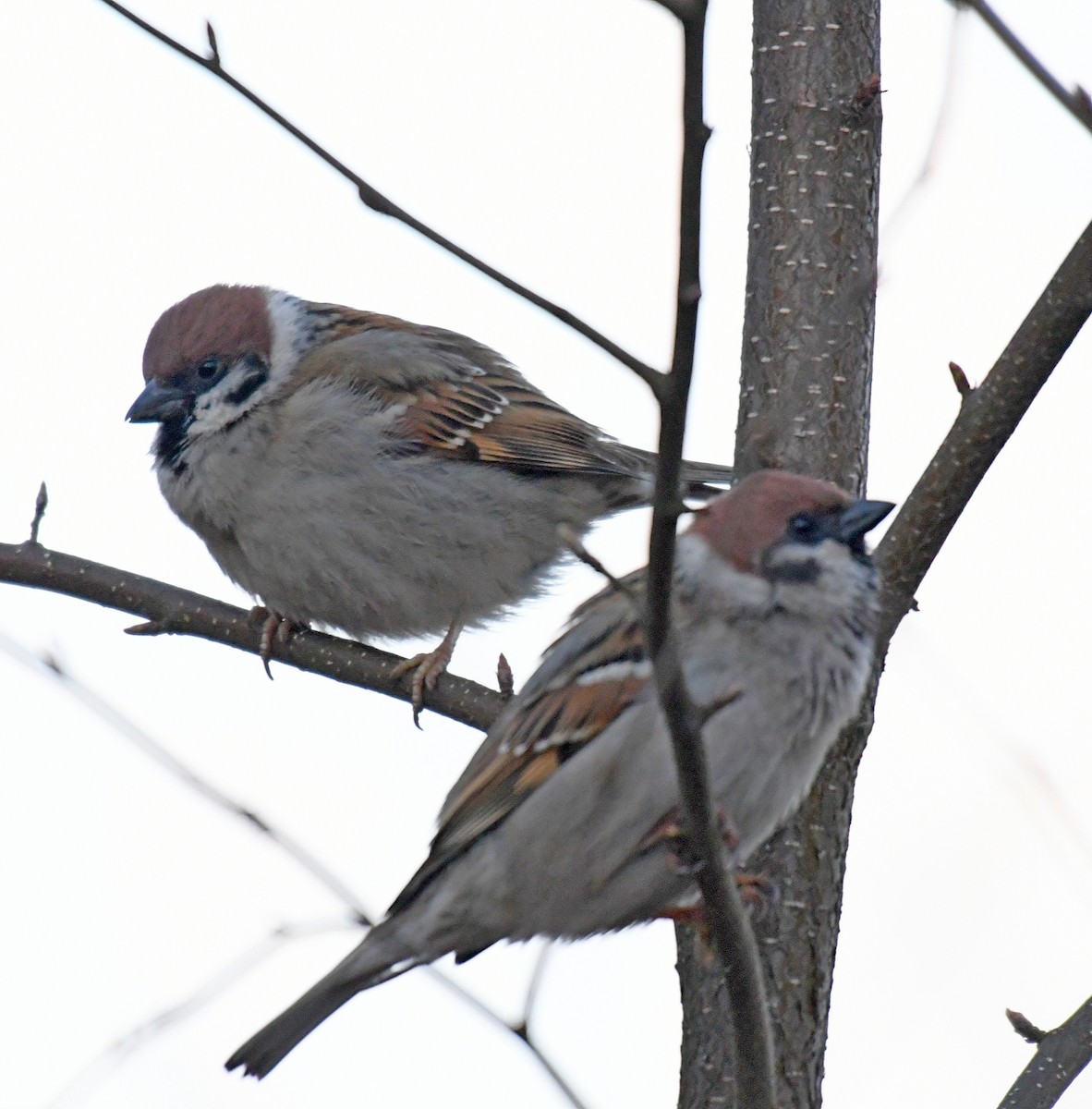 Eurasian Tree Sparrow - Daniel Murphy