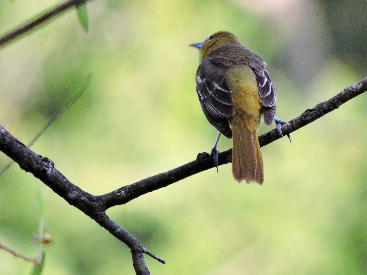 Orchard Oriole - ML59336731