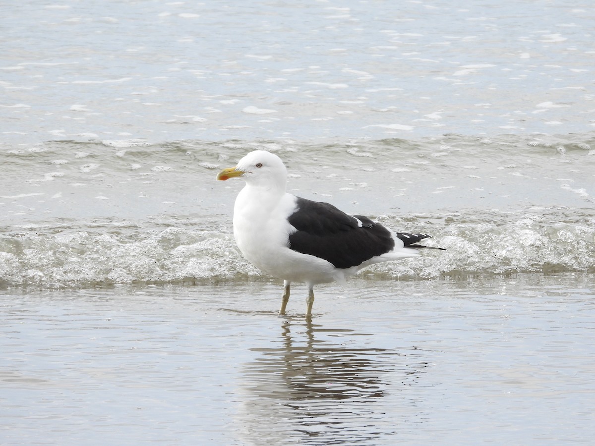 Kelp Gull (dominicanus) - ML593371271
