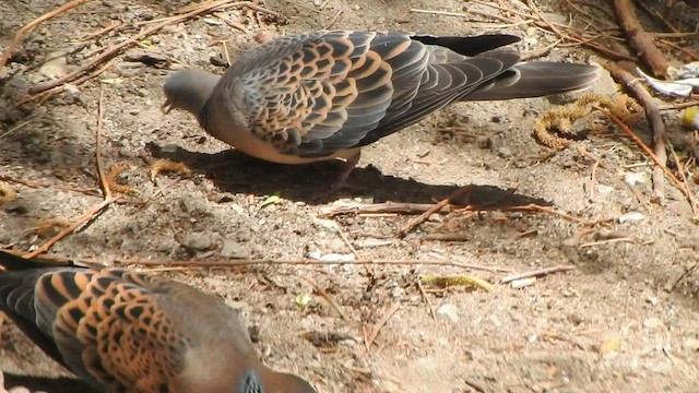 Oriental Turtle-Dove - ML593372361