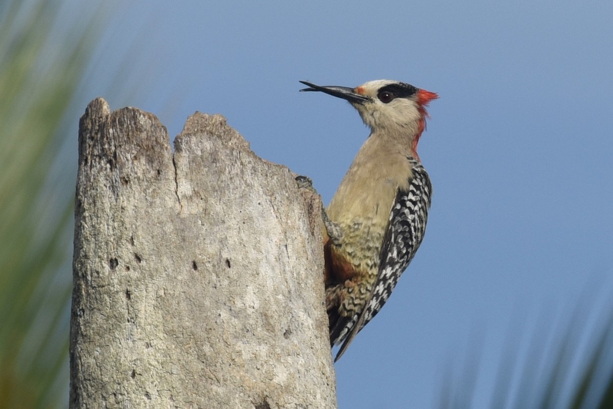 West Indian Woodpecker - ML593375841