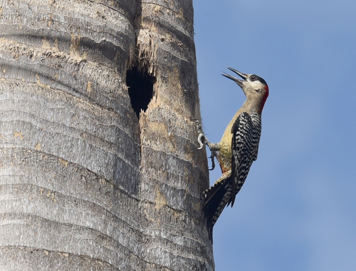 West Indian Woodpecker - ML593375861