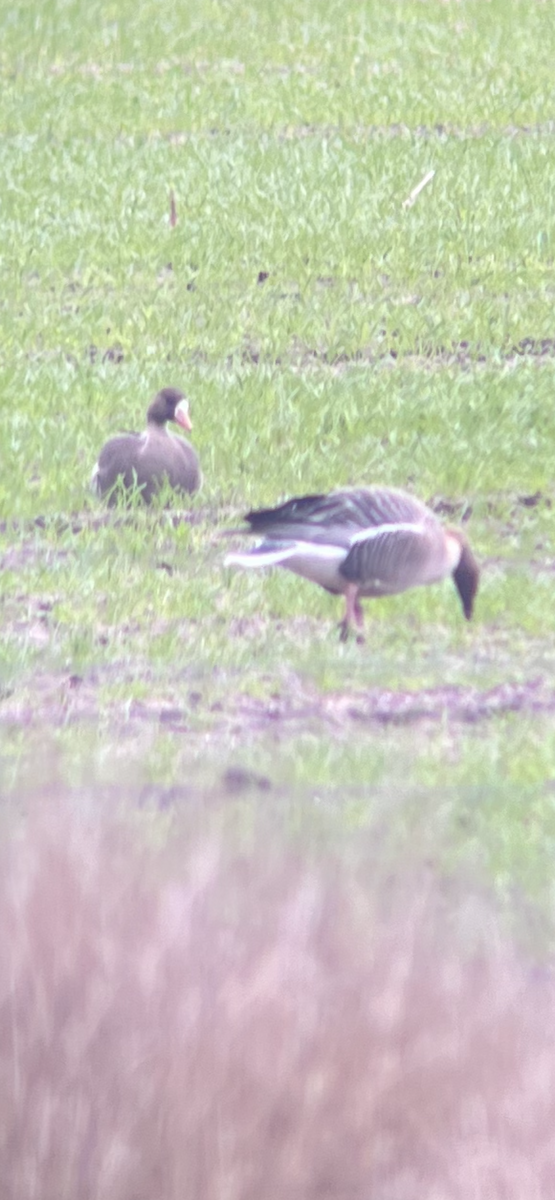 Greater White-fronted Goose - ML593377111