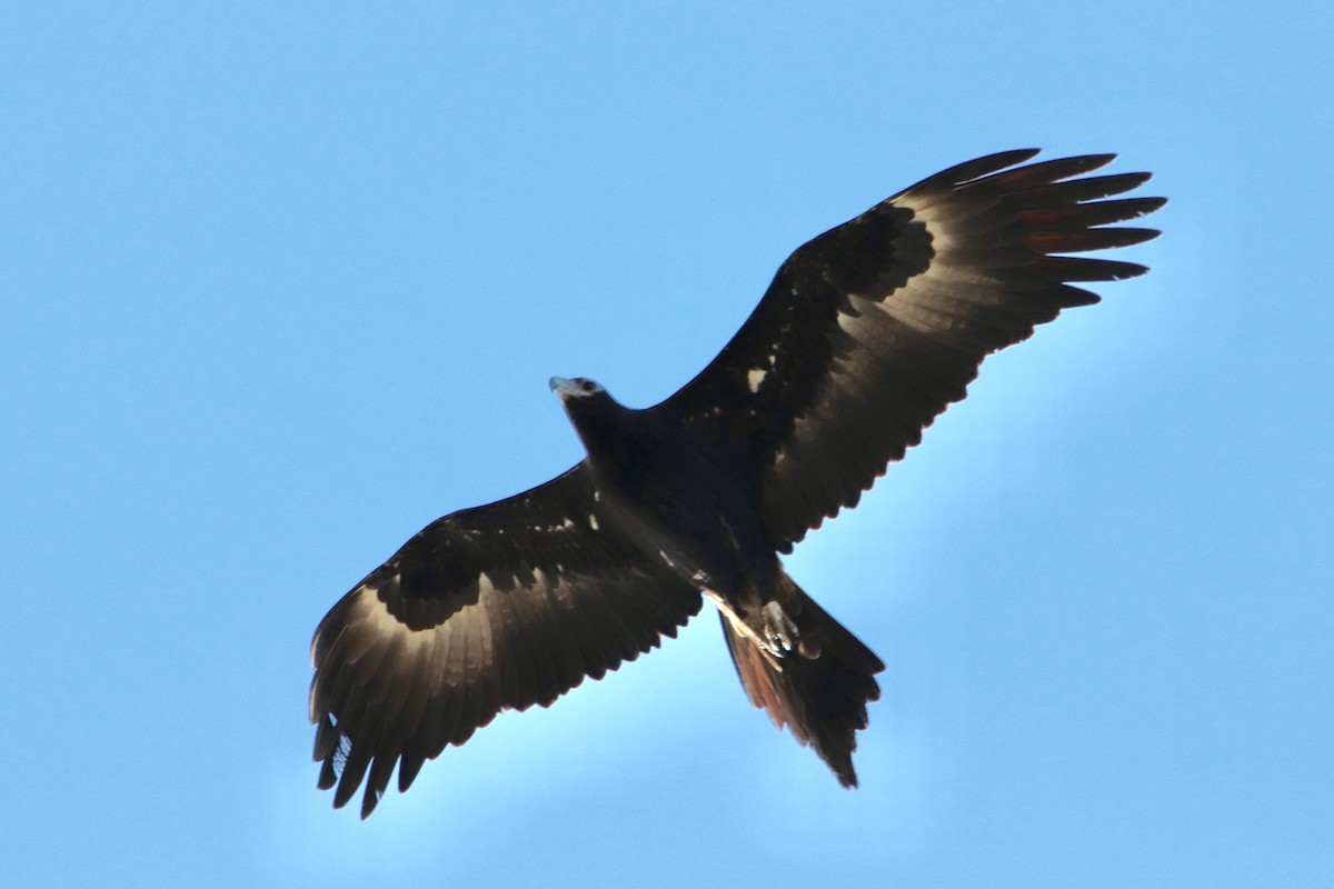 Wedge-tailed Eagle - ML593377231