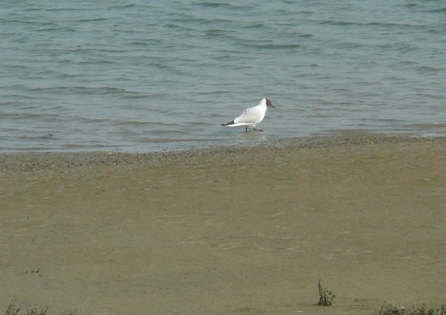 Mouette rieuse - ML593377371