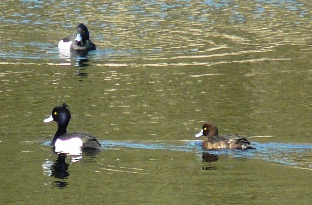 Tufted Duck - ML593377381