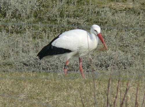 White Stork - ML593377421