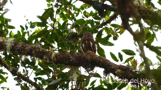 Costa Rican Pygmy-Owl - ML593379321
