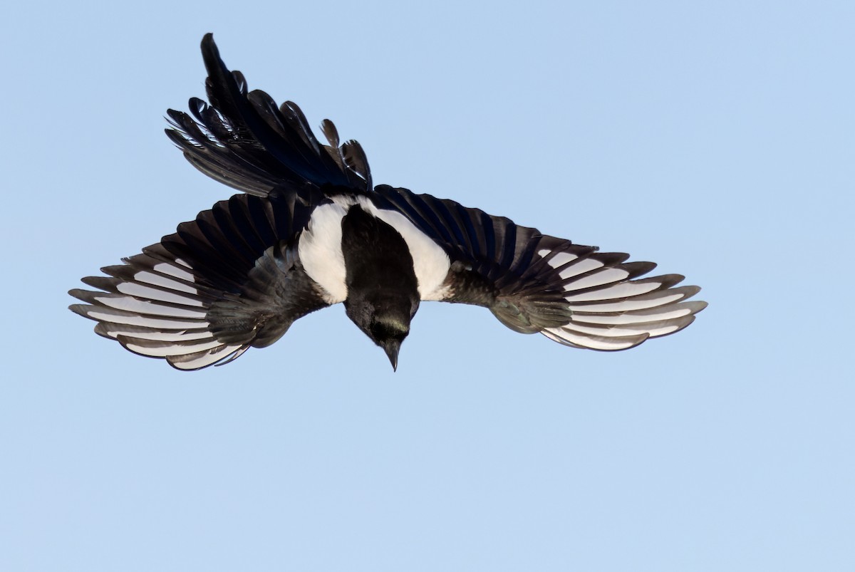 Black-billed Magpie - Lars Petersson | My World of Bird Photography