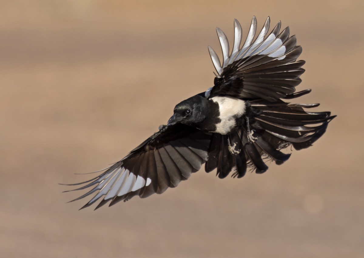 Black-billed Magpie - Lars Petersson | My World of Bird Photography