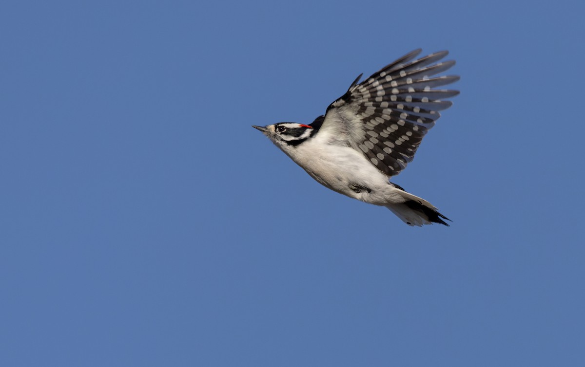 Downy Woodpecker (Rocky Mts.) - ML593379411