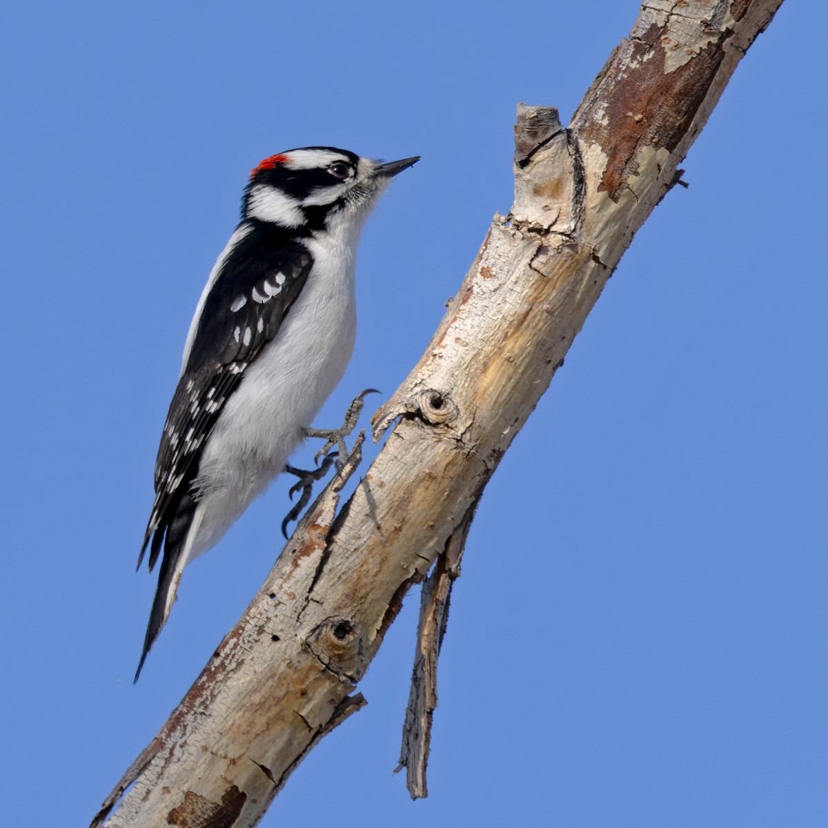 Downy Woodpecker (Rocky Mts.) - ML593379421