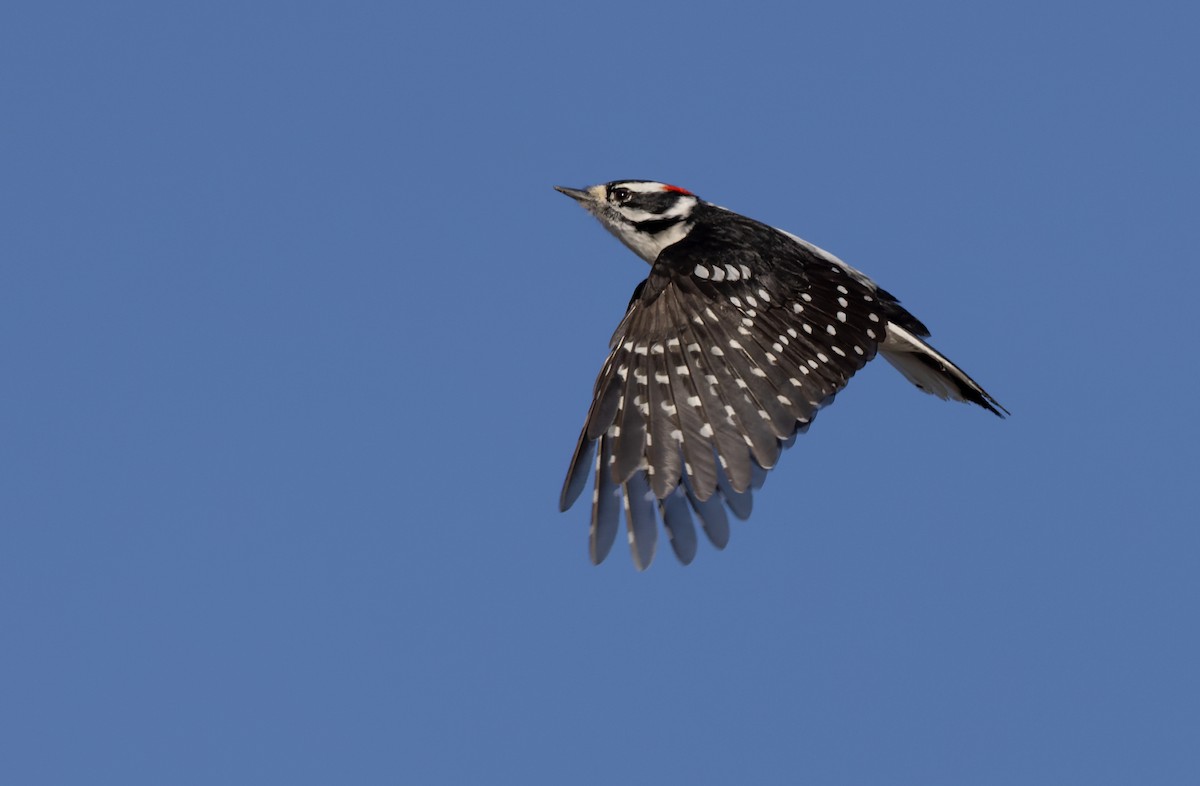 Downy Woodpecker (Rocky Mts.) - ML593379431