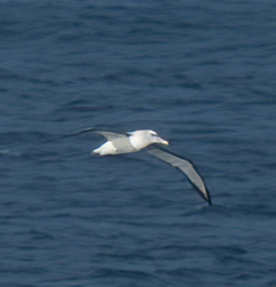 albatros šelfový/snarský/chathamský - ML593379491