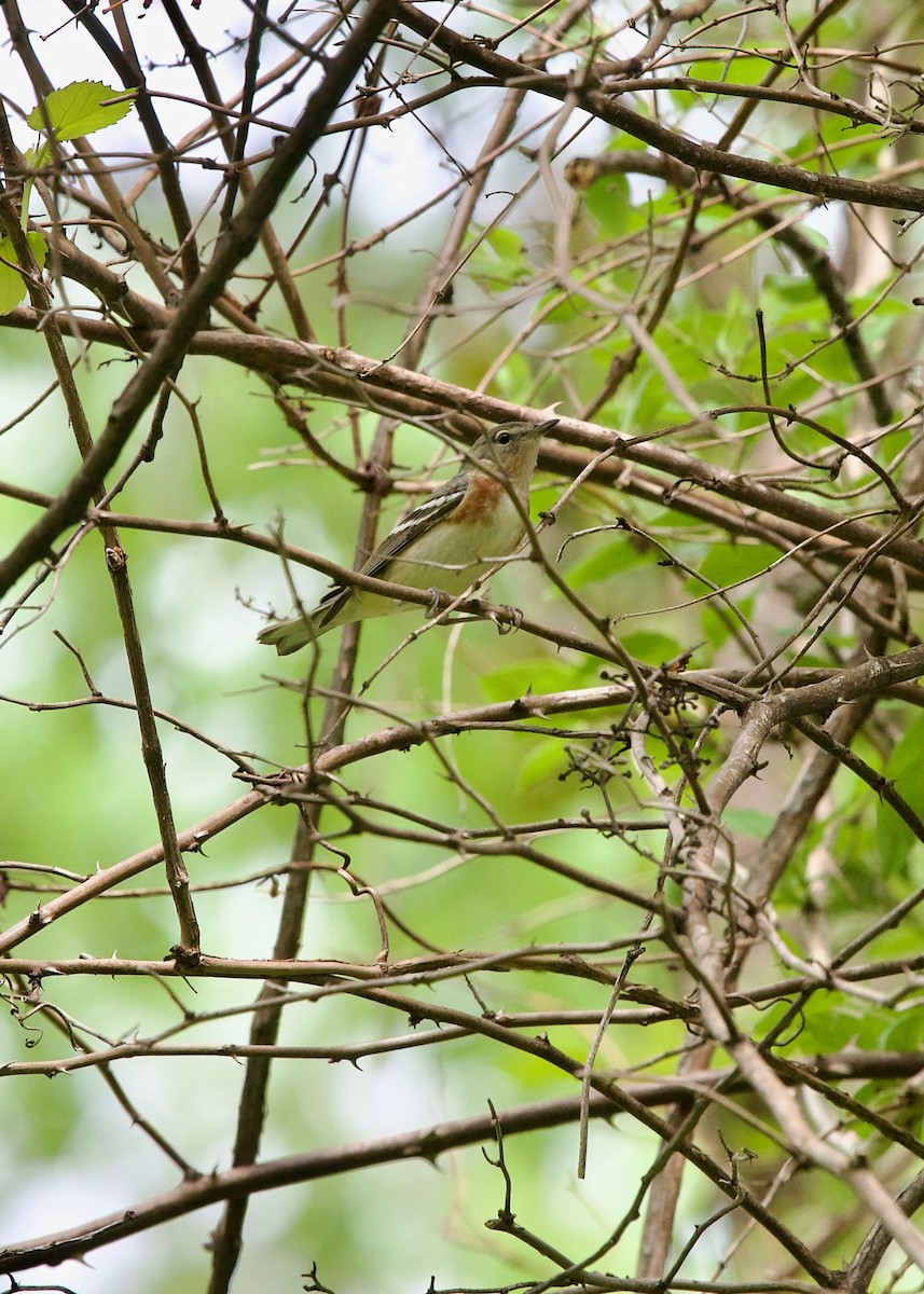 Bay-breasted Warbler - ML593380441