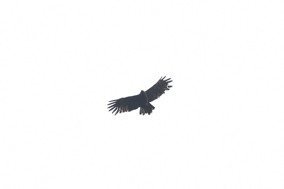 Black Eagle - ML593381721