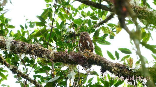 Costa Rican Pygmy-Owl - ML593384991