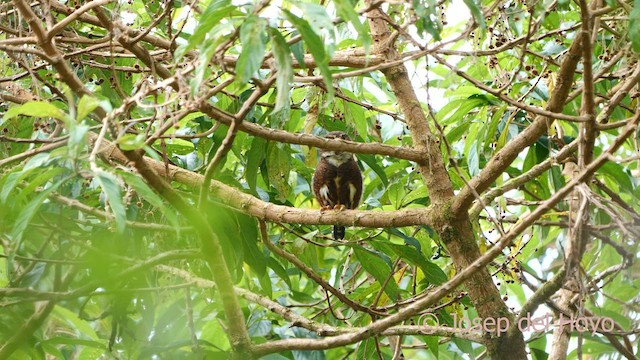 Costa Rican Pygmy-Owl - ML593385111