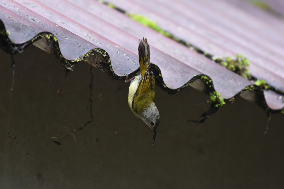 Green-tailed Sunbird (Doi Inthanon) - ML593385671