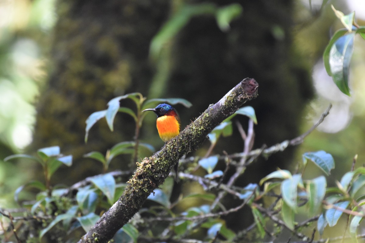 Green-tailed Sunbird (Doi Inthanon) - Dan Pagotto