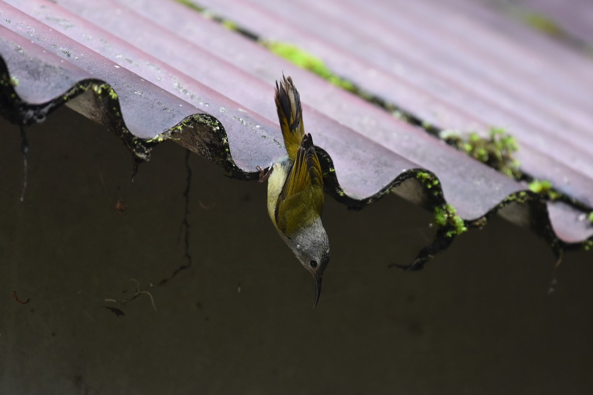 Green-tailed Sunbird (Doi Inthanon) - ML593385691