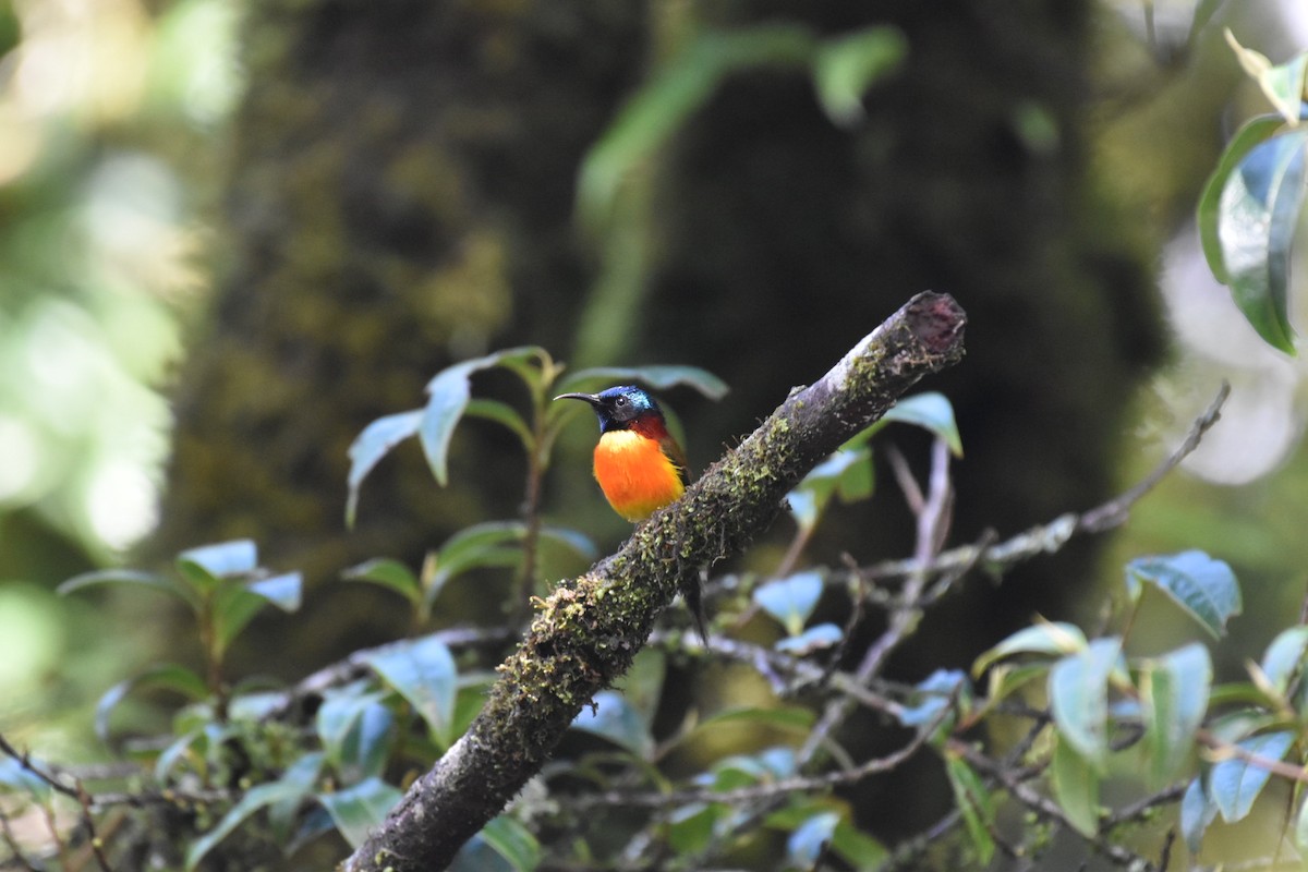 Green-tailed Sunbird (Doi Inthanon) - ML593385701