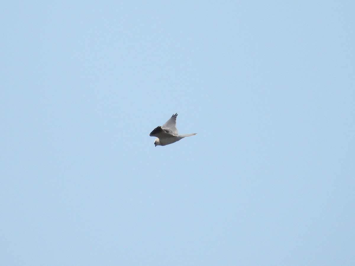 Black-shouldered Kite - ML593386161