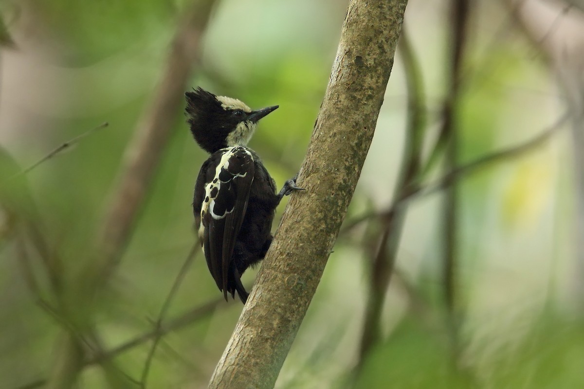 Heart-spotted Woodpecker - Martjan Lammertink