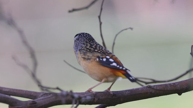 Spotted Pardalote - ML593387141