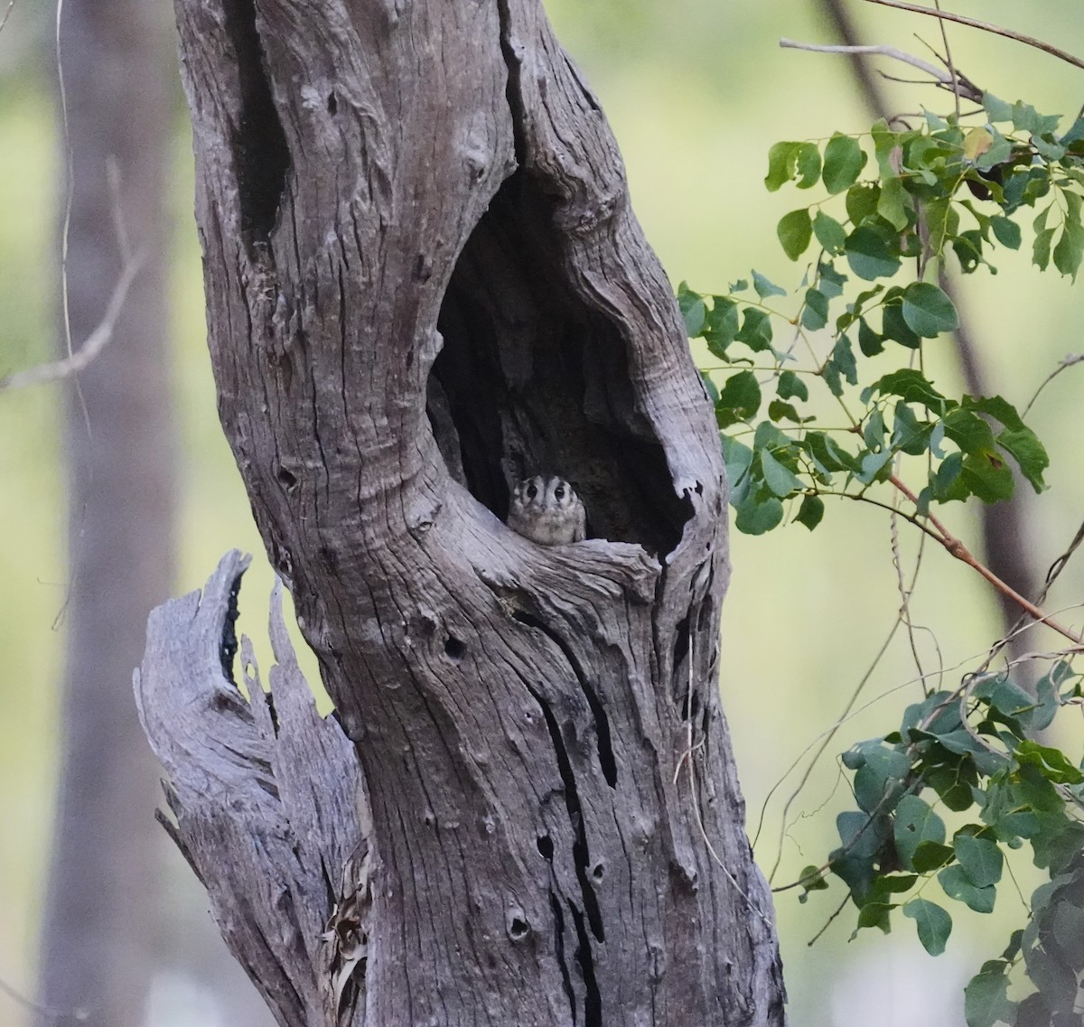 Australian Owlet-nightjar - ML593392751