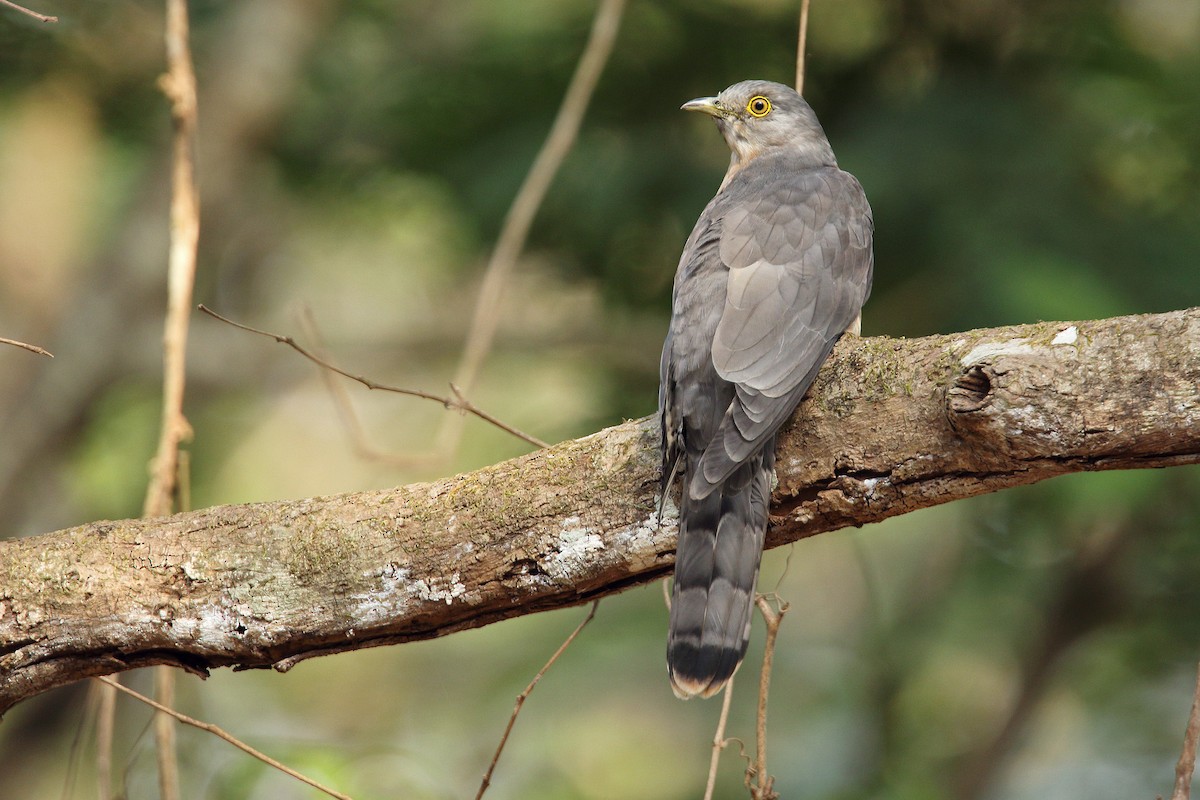 Common Hawk-Cuckoo - Martjan Lammertink