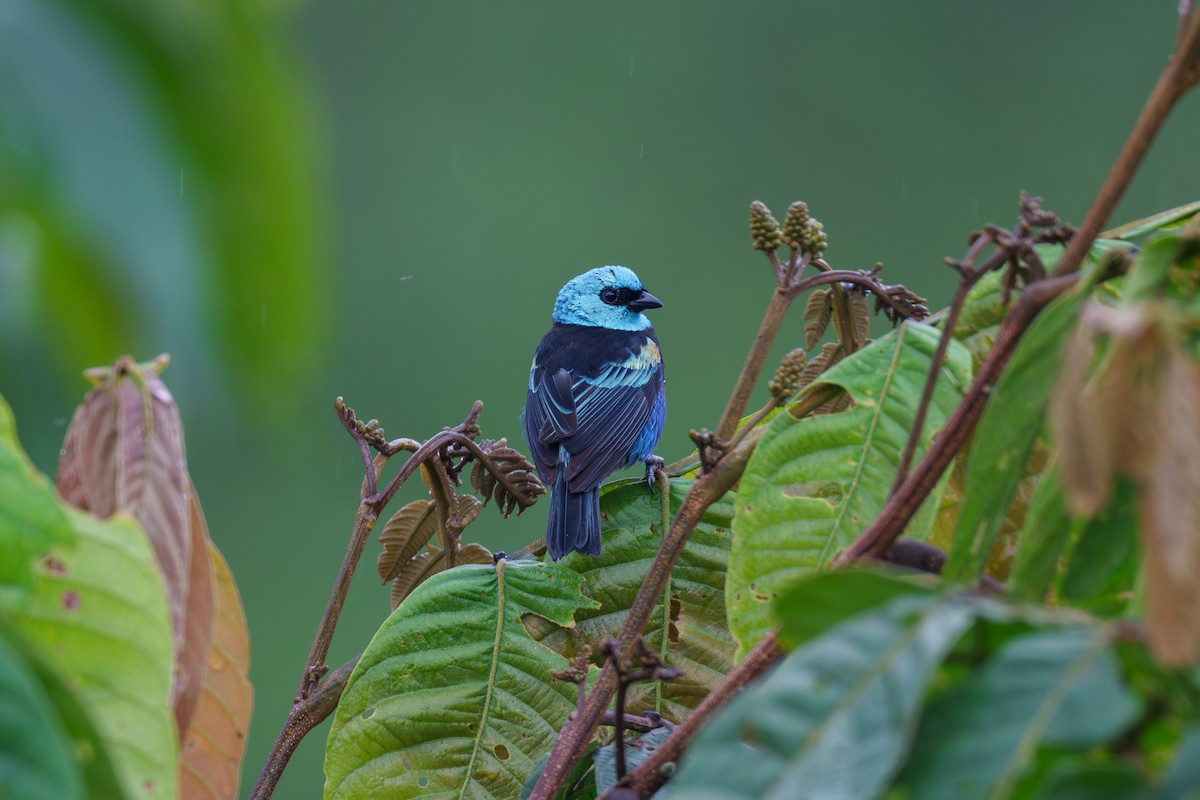 Blue-necked Tanager - ML593395471
