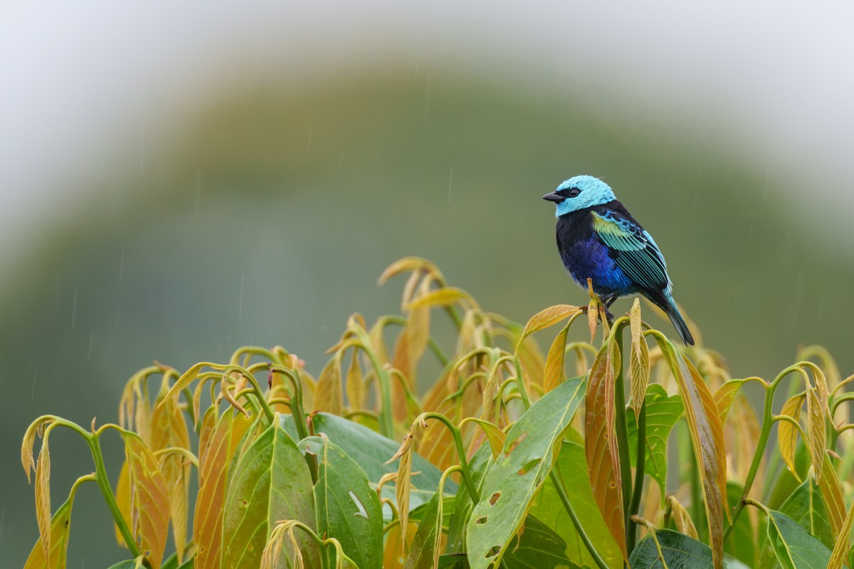 Blue-necked Tanager - ML593395481