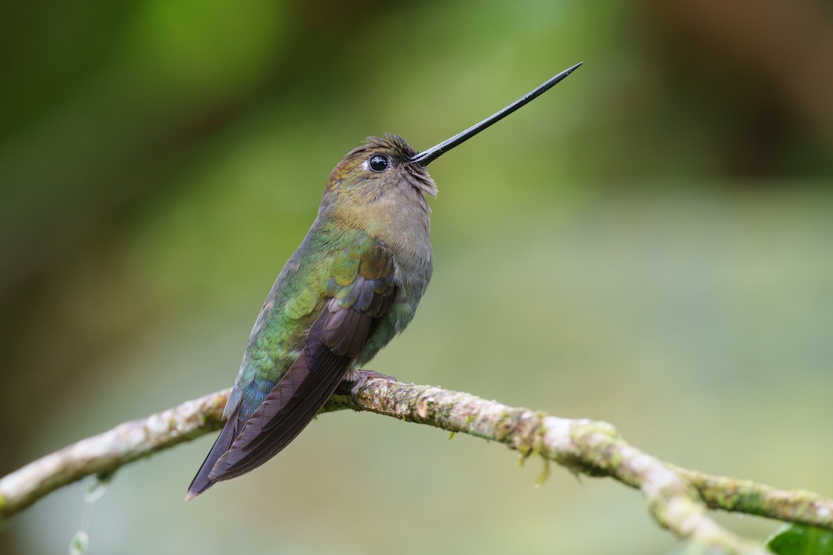 kolibřík zelenočelý - ML593396121