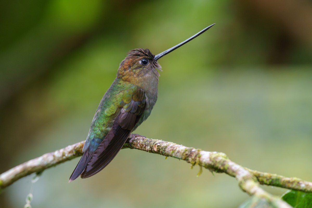 kolibřík zelenočelý - ML593396131