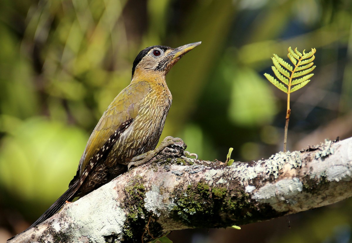 Streak-breasted Woodpecker - ML593397111