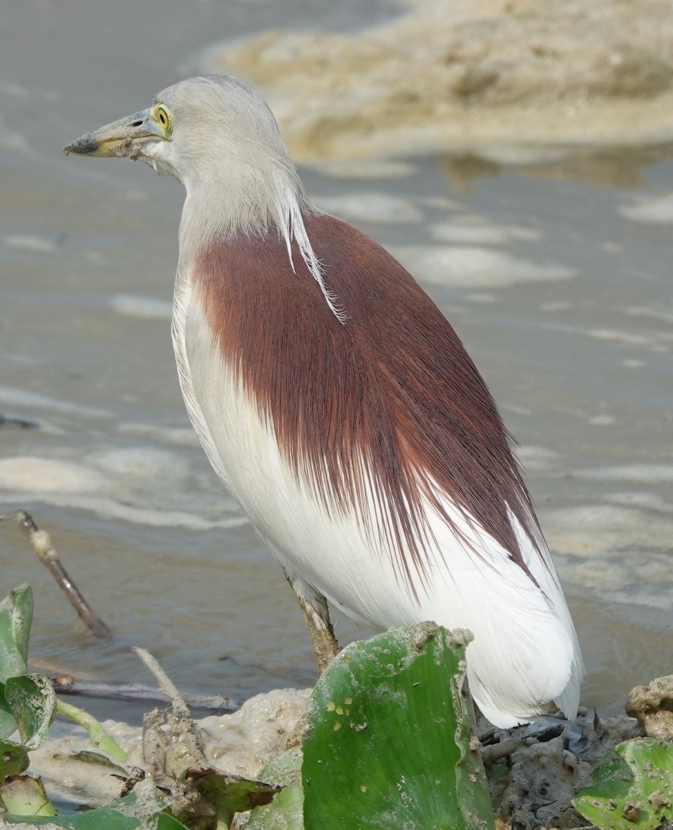 Indian Pond-Heron - ML593397721